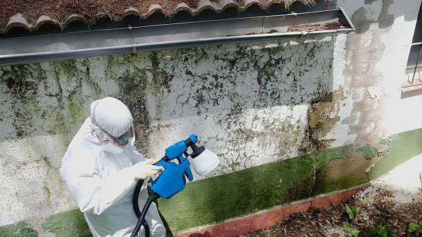 Top rated local Mold Inspection And Testing specialists in Wayland, MI